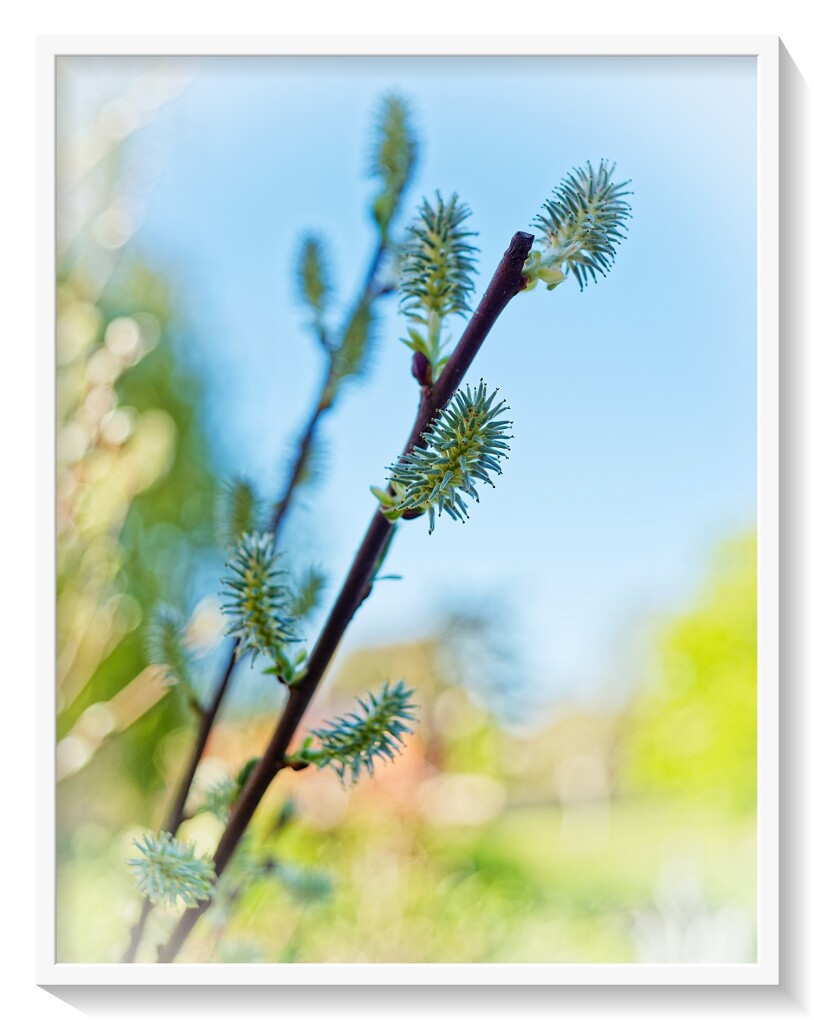 Comment Image