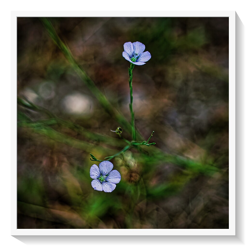 Comment Image