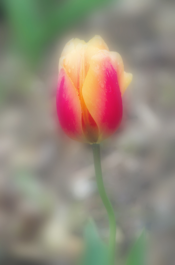 Comment Image