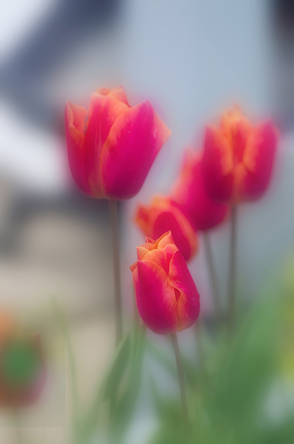 Comment Image