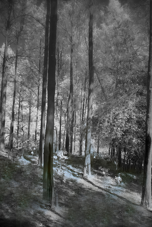 Comment Image