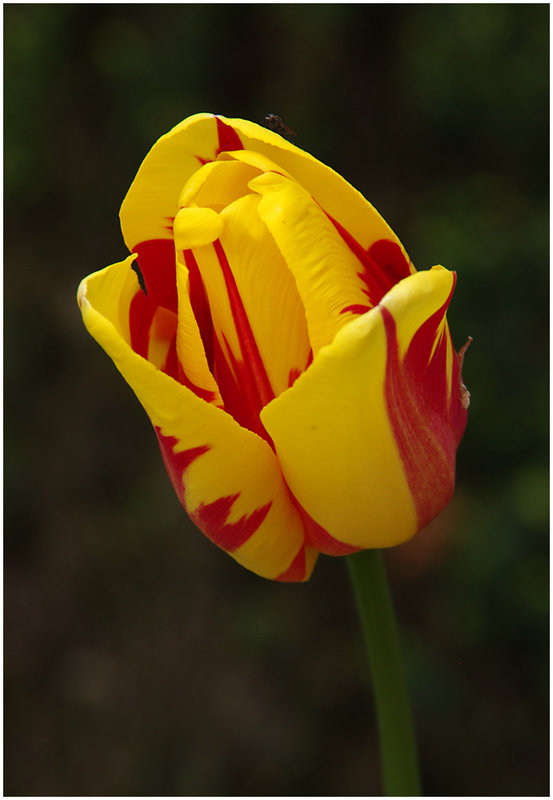 Comment Image