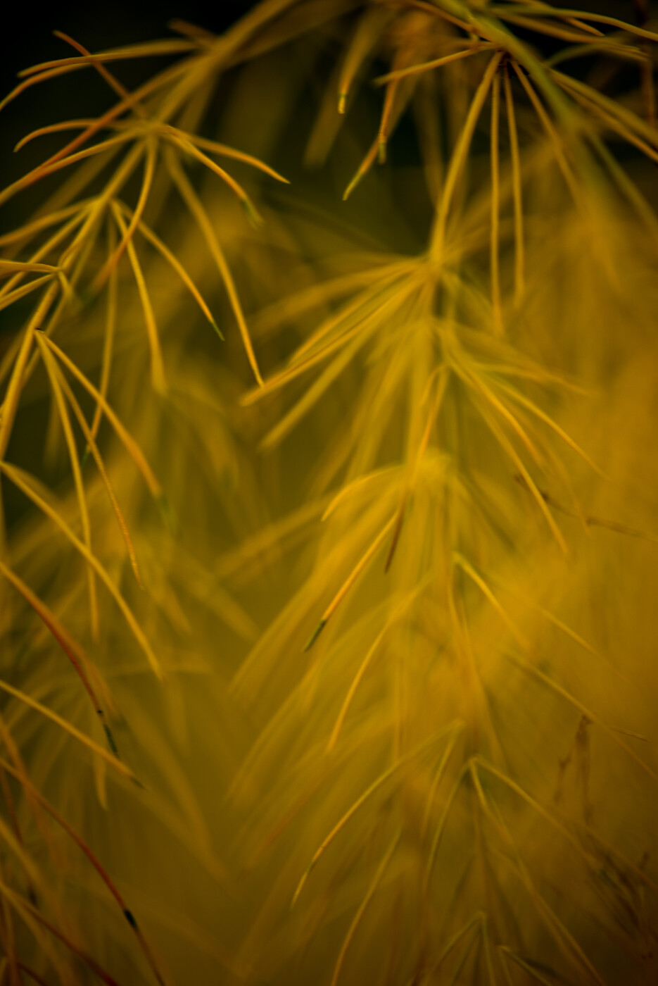Forum Comment Photo