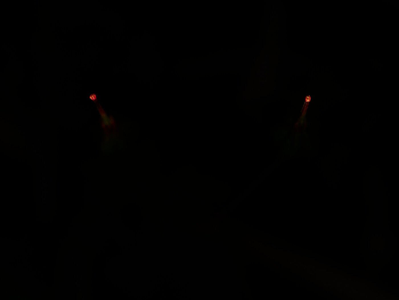 Forum Comment Photo