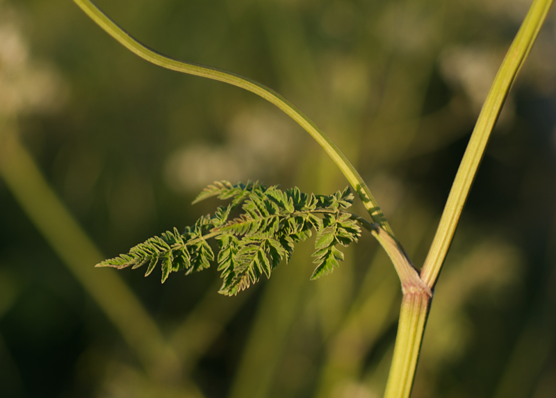 Comment Image