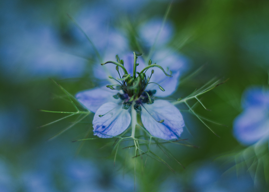 Comment Image