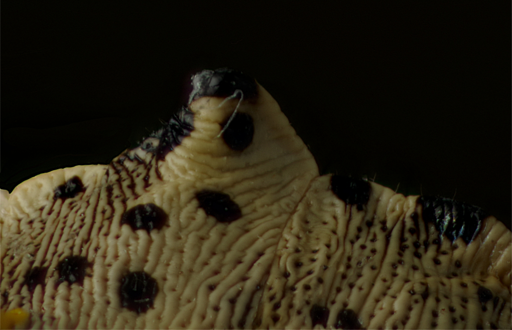 Comment Image