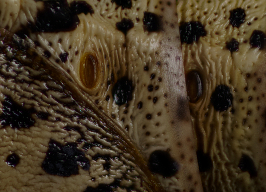 Comment Image