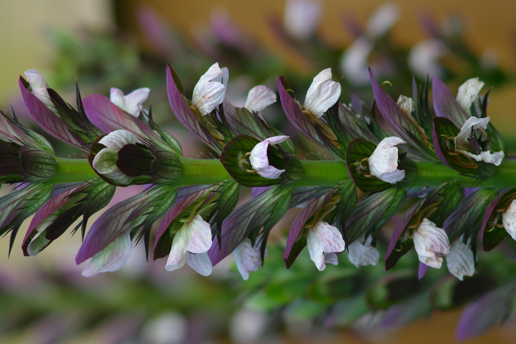 Comment Image
