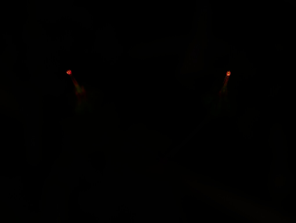 Comment Image