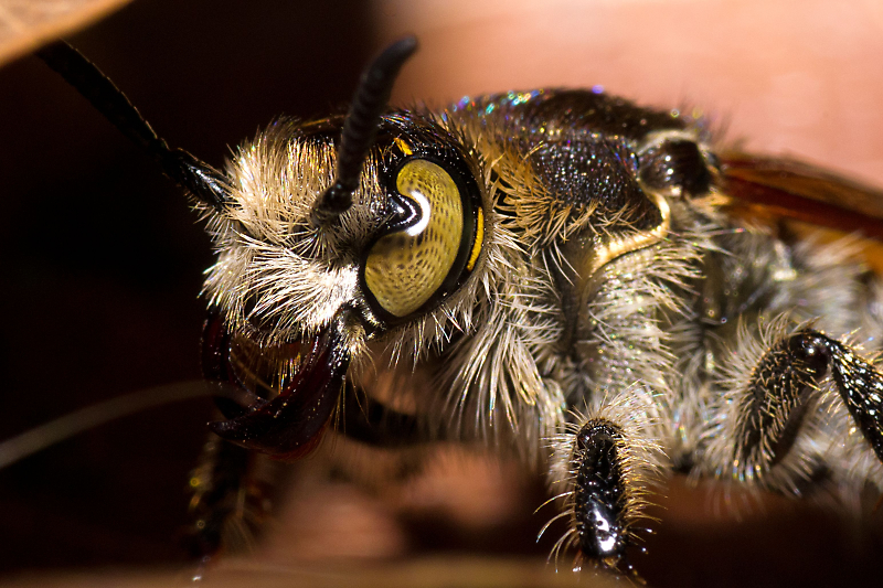 Comment Image