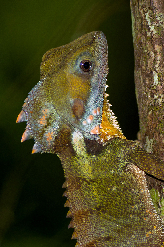Comment Image