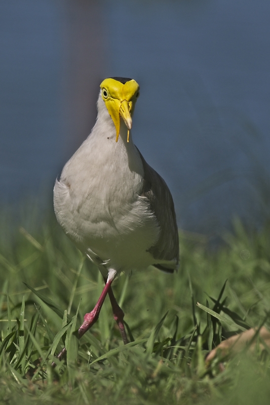 Comment Image