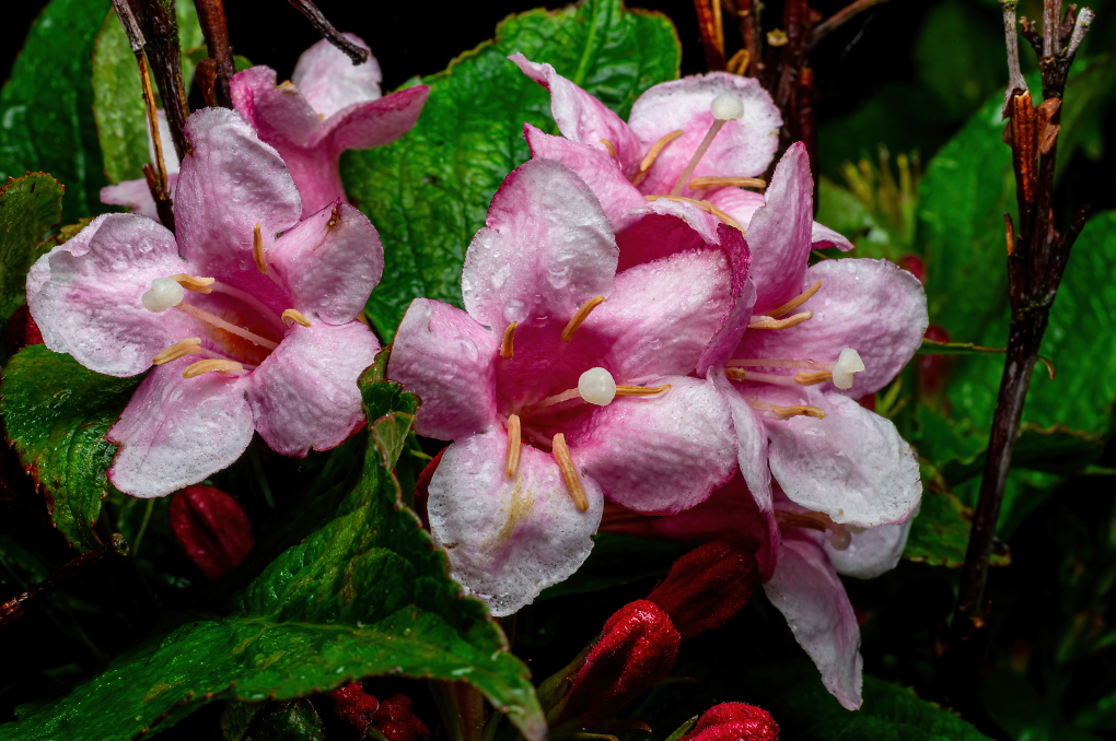 Comment Image