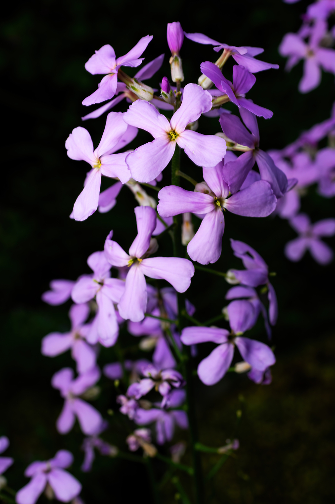 Comment Image