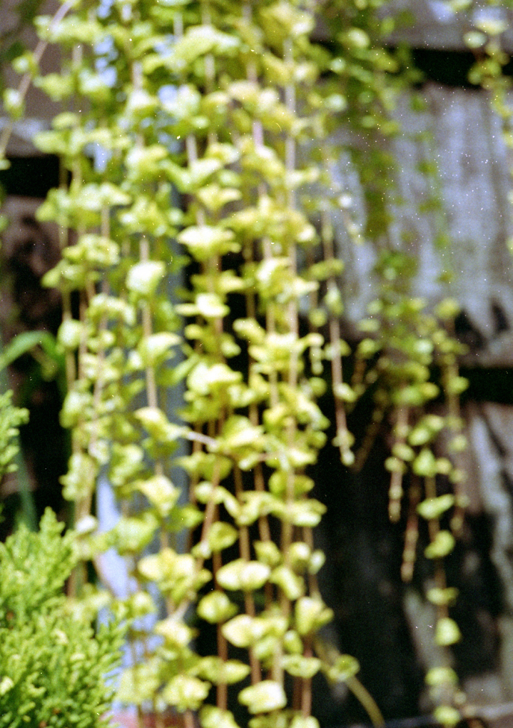 Comment Image