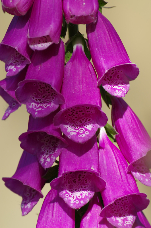 Comment Image
