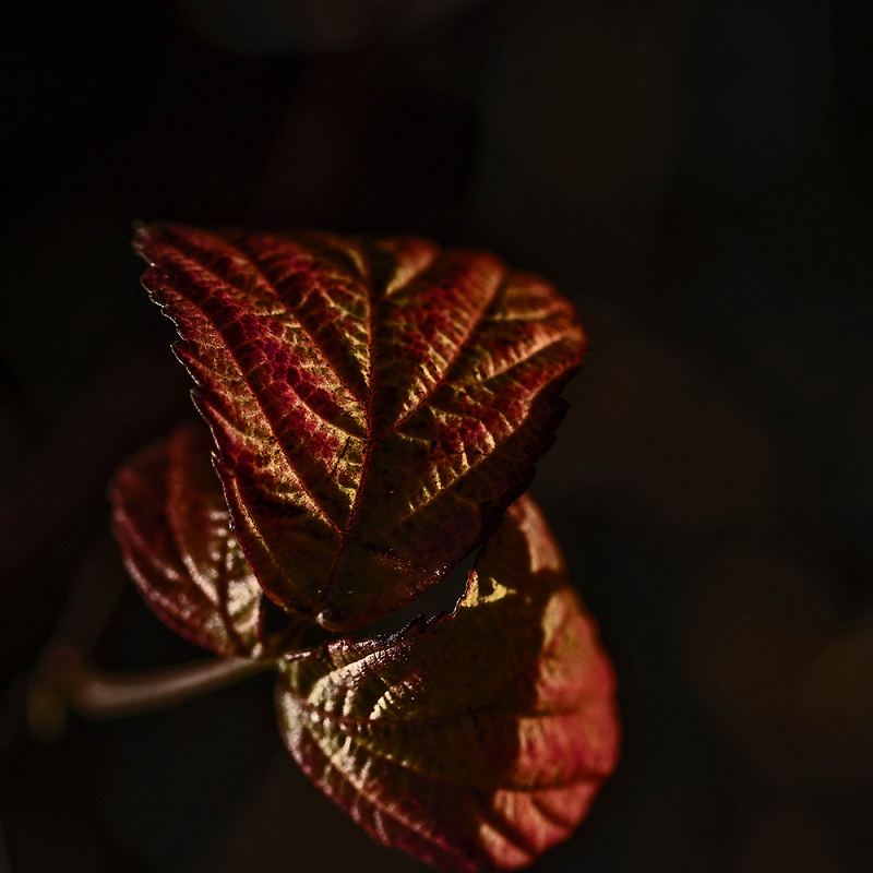 Comment Image