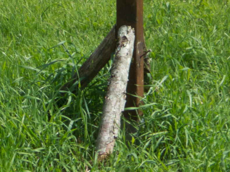 Comment Image