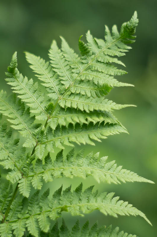 Comment Image