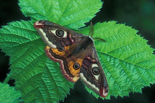 Emperor Moth