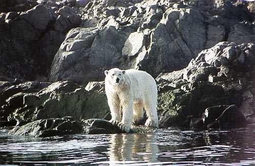 Polar bear