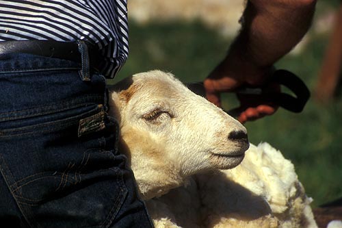sheep shearing