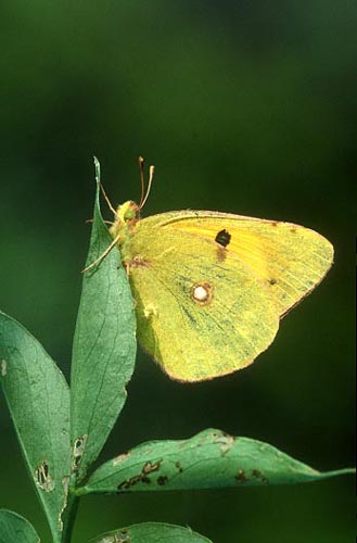 Clouded Yellow butterfly