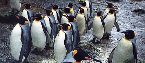 Penguins