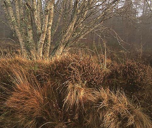 Woodland