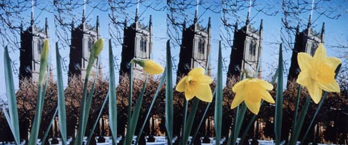 Daffodils Montage