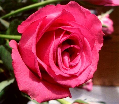 Rose