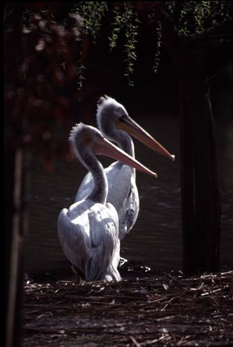 Pelicans