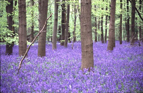 Bluebells