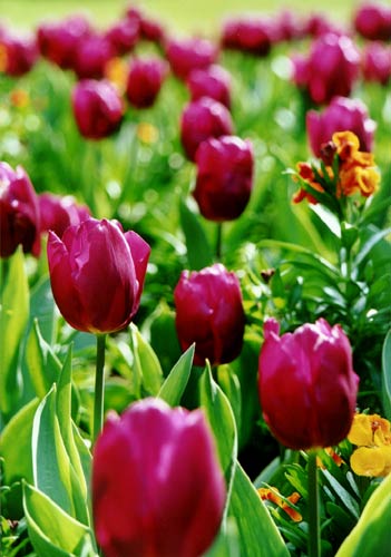 Tulips
