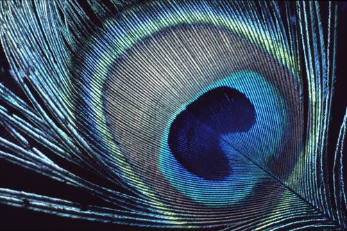 Peacock feather