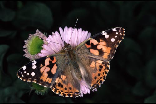 Painted lady