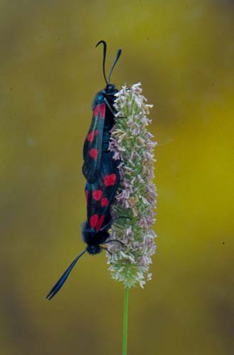 Burnet Moth