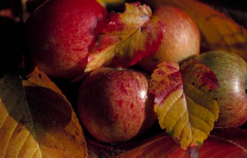 Autumn colours