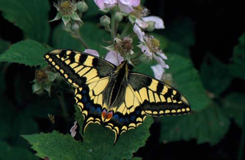 Swallowtail Butterfly