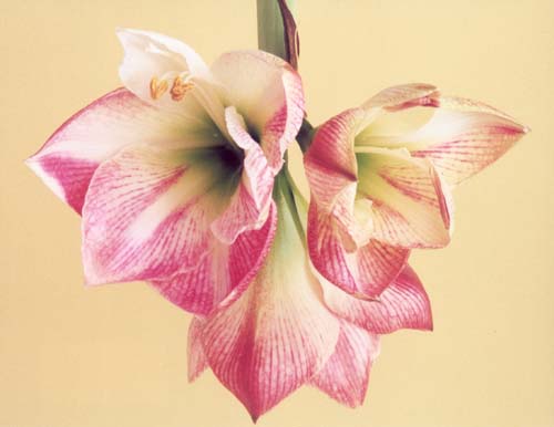 Amaryllis