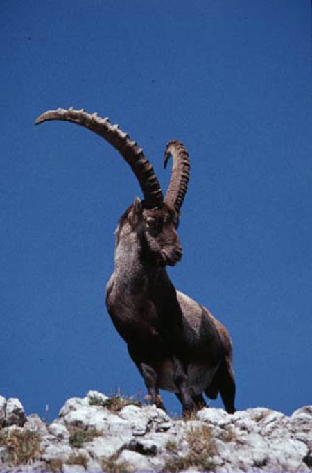 Alpine Ibex