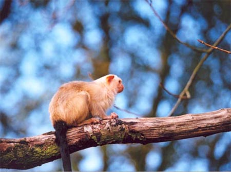 Marmoset