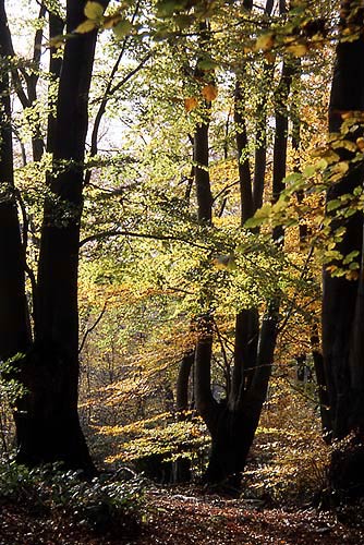 Epping Forest