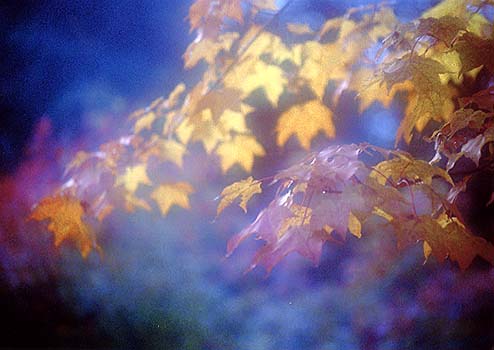 Leaves