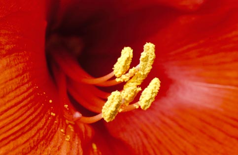 Amaryllis stamen
