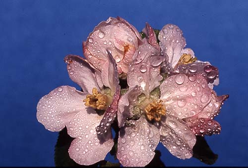 apple blossom