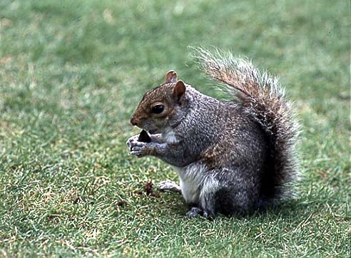 Squirrel