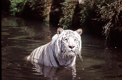 White tiger