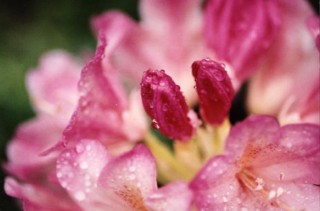 Dwarf Rhododendron